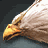attachment image